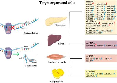 Non-Coding RNA as Biomarkers for Type 2 Diabetes Development and Clinical Management